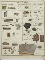 An illustration from Das System der Pilze und Schwämme: ein Versuch (1817)