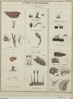 Picture 6 of 57 from Das System der Pilze und Schwämme: ein Versuch (1817), leaf 476