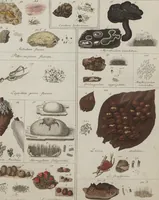 An illustration from Das System der Pilze und Schwämme: ein Versuch (1817)