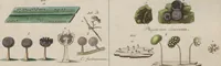 An illustration from Das System der Pilze und Schwämme: ein Versuch (1817)