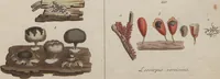 An illustration from Das System der Pilze und Schwämme: ein Versuch (1817)