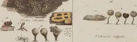 Picture 10 of 57 from Das System der Pilze und Schwämme: ein Versuch (1817), leaf 479