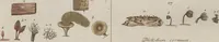 Picture 11 of 57 from Das System der Pilze und Schwämme: ein Versuch (1817), leaf 479