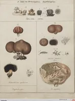 An illustration from Das System der Pilze und Schwämme: ein Versuch (1817)