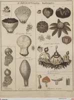 An illustration from Das System der Pilze und Schwämme: ein Versuch (1817)