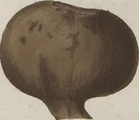 An illustration from Das System der Pilze und Schwämme: ein Versuch (1817)