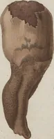 An illustration from Das System der Pilze und Schwämme: ein Versuch (1817)