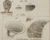 An illustration from Das System der Pilze und Schwämme: ein Versuch (1817)