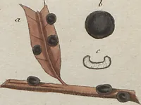 Picture 18 of 57 from Das System der Pilze und Schwämme: ein Versuch (1817), leaf 483