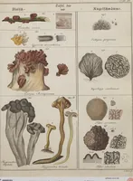 An illustration from Das System der Pilze und Schwämme: ein Versuch (1817)