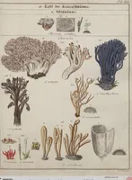 An illustration from Das System der Pilze und Schwämme: ein Versuch (1817)
