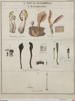 Picture 21 of 57 from Das System der Pilze und Schwämme: ein Versuch (1817), leaf 486