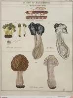 An illustration from Das System der Pilze und Schwämme: ein Versuch (1817)