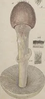 An illustration from Das System der Pilze und Schwämme: ein Versuch (1817)