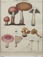 Picture 24 of 57 from Das System der Pilze und Schwämme: ein Versuch (1817), leaf 489