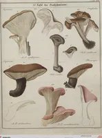 Picture 25 of 57 from Das System der Pilze und Schwämme: ein Versuch (1817), leaf 490