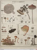An illustration from Das System der Pilze und Schwämme: ein Versuch (1817)