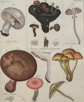 An illustration from Das System der Pilze und Schwämme: ein Versuch (1817)