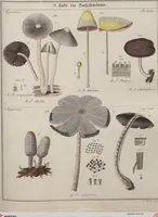 Picture 28 of 57 from Das System der Pilze und Schwämme: ein Versuch (1817), leaf 494