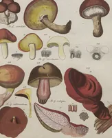 Picture 29 of 57 from Das System der Pilze und Schwämme: ein Versuch (1817), leaf 495