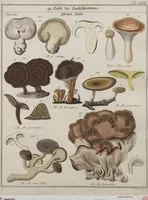 Picture 30 of 57 from Das System der Pilze und Schwämme: ein Versuch (1817), leaf 496