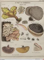 Picture 31 of 57 from Das System der Pilze und Schwämme: ein Versuch (1817), leaf 497