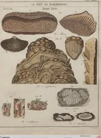 An illustration from Das System der Pilze und Schwämme: ein Versuch (1817)