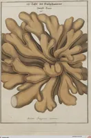Picture 33 of 57 from Das System der Pilze und Schwämme: ein Versuch (1817), leaf 499