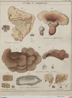 An illustration from Das System der Pilze und Schwämme: ein Versuch (1817)