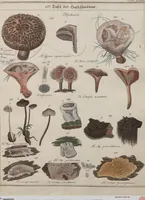 An illustration from Das System der Pilze und Schwämme: ein Versuch (1817)