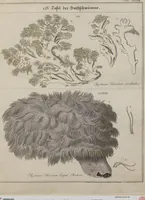 Picture 37 of 57 from Das System der Pilze und Schwämme: ein Versuch (1817), leaf 503