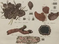 Picture 38 of 57 from Das System der Pilze und Schwämme: ein Versuch (1817), leaf 504
