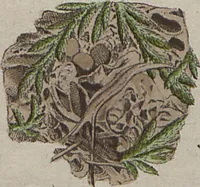 Picture 39 of 57 from Das System der Pilze und Schwämme: ein Versuch (1817), leaf 504