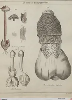 An illustration from Das System der Pilze und Schwämme: ein Versuch (1817)