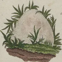 Picture 41 of 57 from Das System der Pilze und Schwämme: ein Versuch (1817), leaf 506
