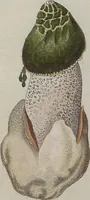 Picture 42 of 57 from Das System der Pilze und Schwämme: ein Versuch (1817), leaf 506
