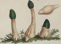 Picture 43 of 57 from Das System der Pilze und Schwämme: ein Versuch (1817), leaf 507