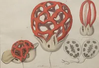 An illustration from Das System der Pilze und Schwämme: ein Versuch (1817)