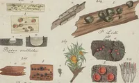 Picture 45 of 57 from Das System der Pilze und Schwämme: ein Versuch (1817), leaf 508