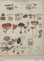 An illustration from Das System der Pilze und Schwämme: ein Versuch (1817)