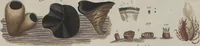 An illustration from Das System der Pilze und Schwämme: ein Versuch (1817)