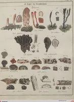 Picture 51 of 57 from Das System der Pilze und Schwämme: ein Versuch (1817), leaf 511