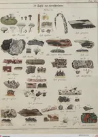 An illustration from Das System der Pilze und Schwämme: ein Versuch (1817)