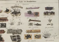 Picture 53 of 57 from Das System der Pilze und Schwämme: ein Versuch (1817), leaf 513