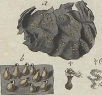 Picture 55 of 57 from Das System der Pilze und Schwämme: ein Versuch (1817), leaf 514