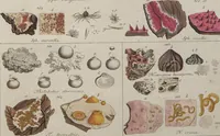 An illustration from Das System der Pilze und Schwämme: ein Versuch (1817)