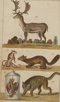 An illustration from (Band 2) (1795)
