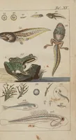 An illustration from (Band 2) (1795)
