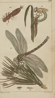 An illustration from (Band 2) (1795)