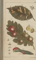 An illustration from (Band 2) (1795)